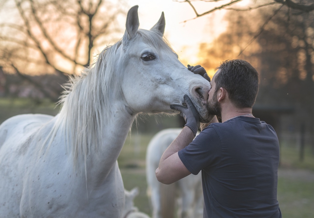 uomo che bacia un cavallo