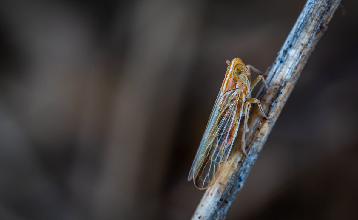 cicala appoggiata ad un ramoscello