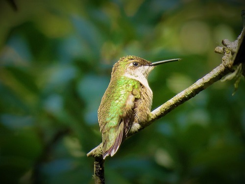 leggende-colibrì