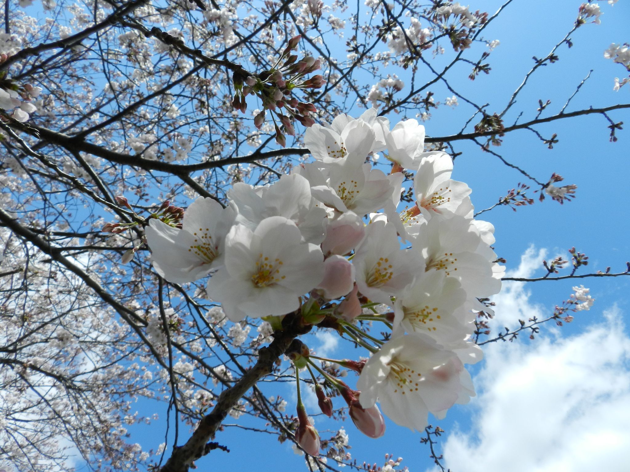 Sakura, il Fiore di Ciliegio Giapponese dal Significato