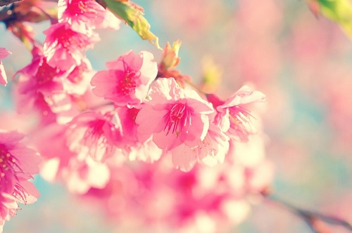 fiore-sakura