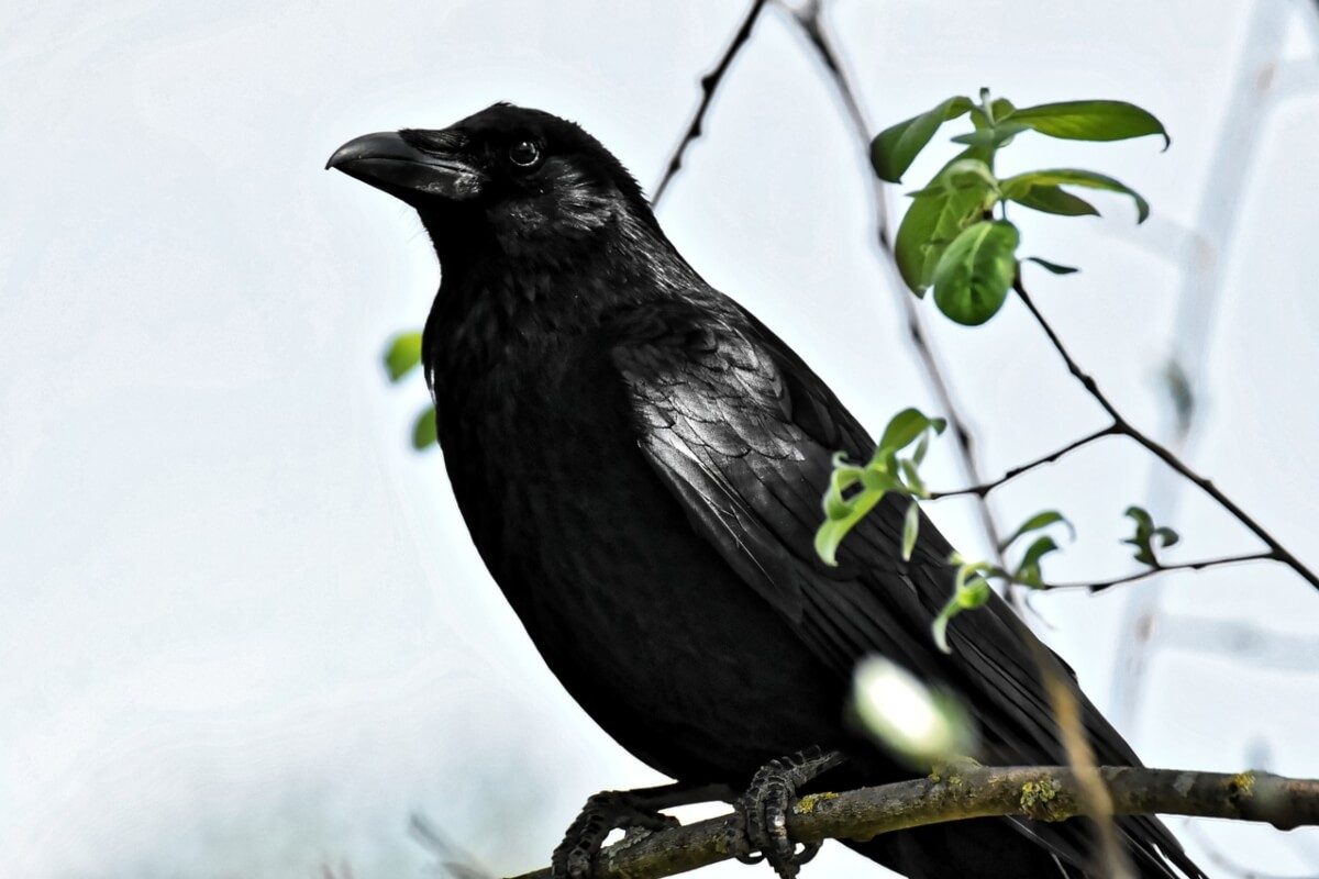 corvo-nero-su-un-ramo