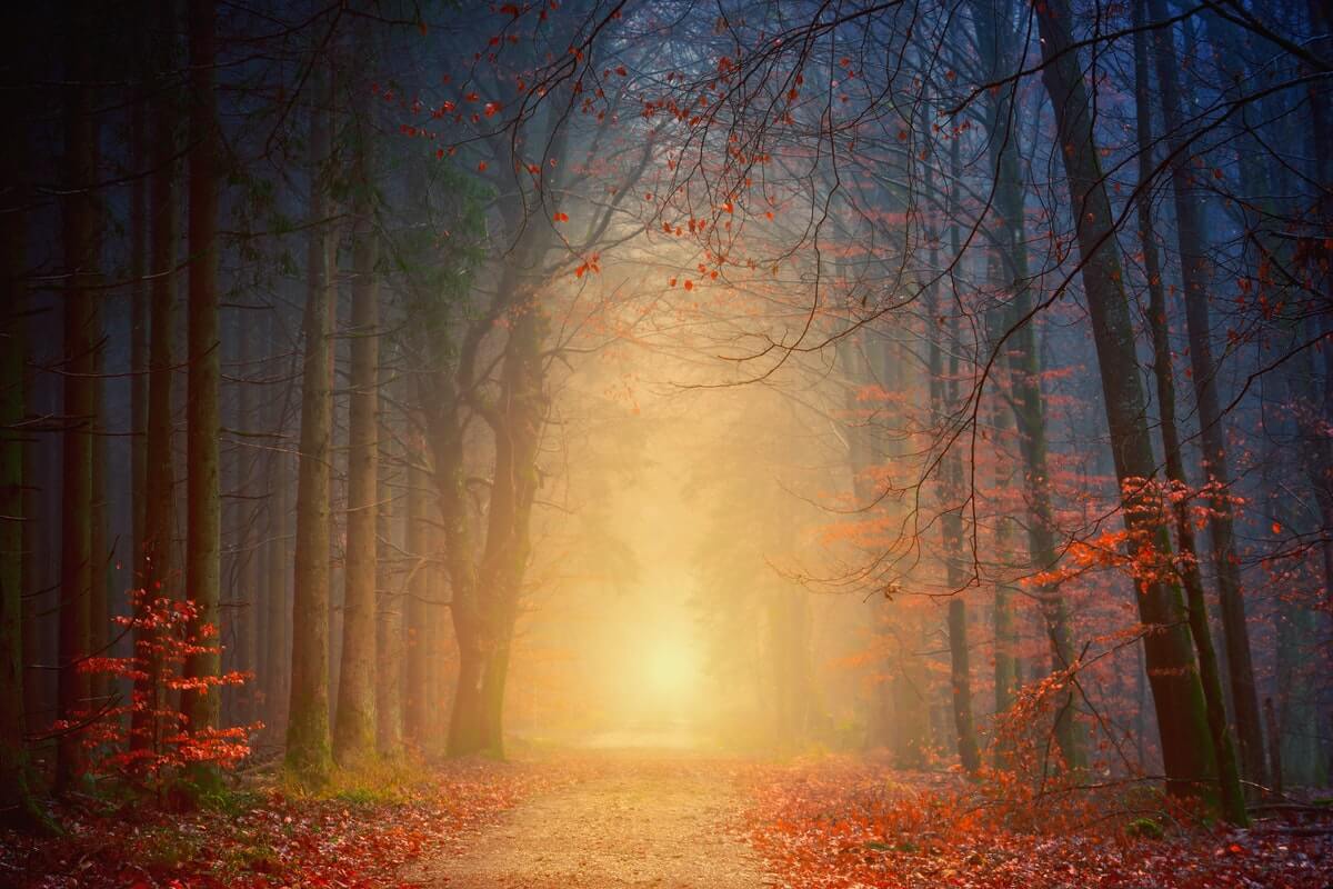 nebbia-nella-foresta-alba
