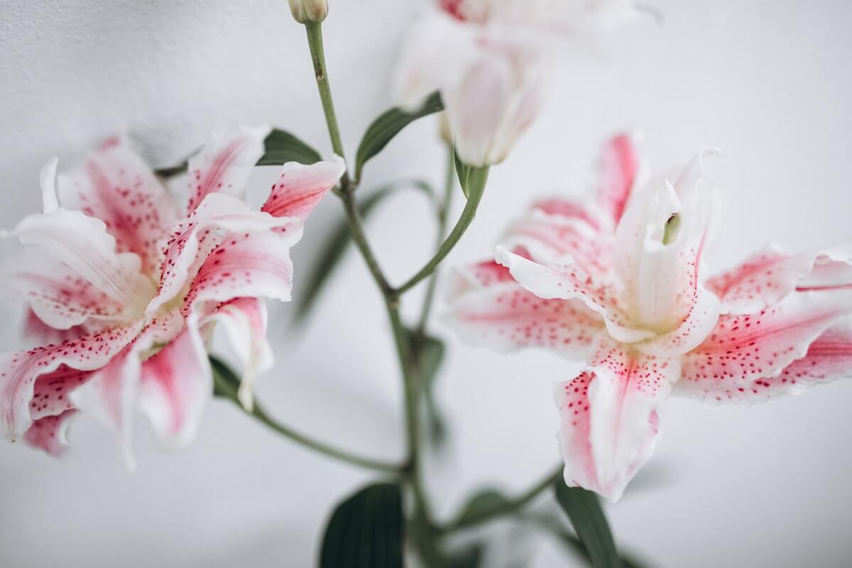 bellissimo bouquet di gigli bianco e rosa