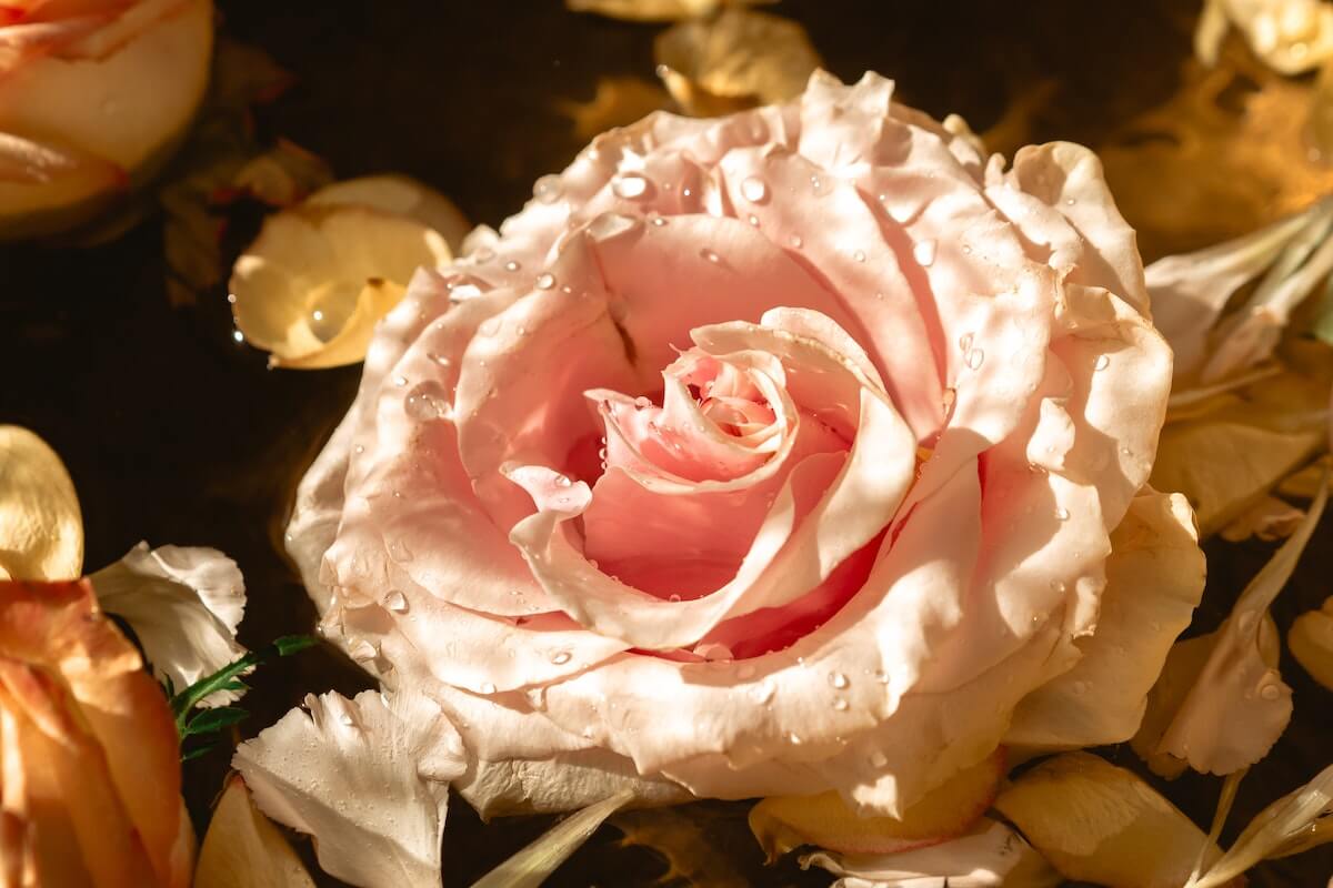 una rosa offre la sua bellezza al mondo