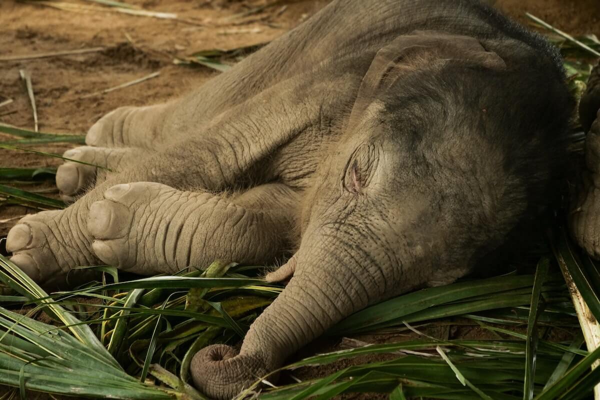 Un cucciolo d'elefante dorme sull'erbe