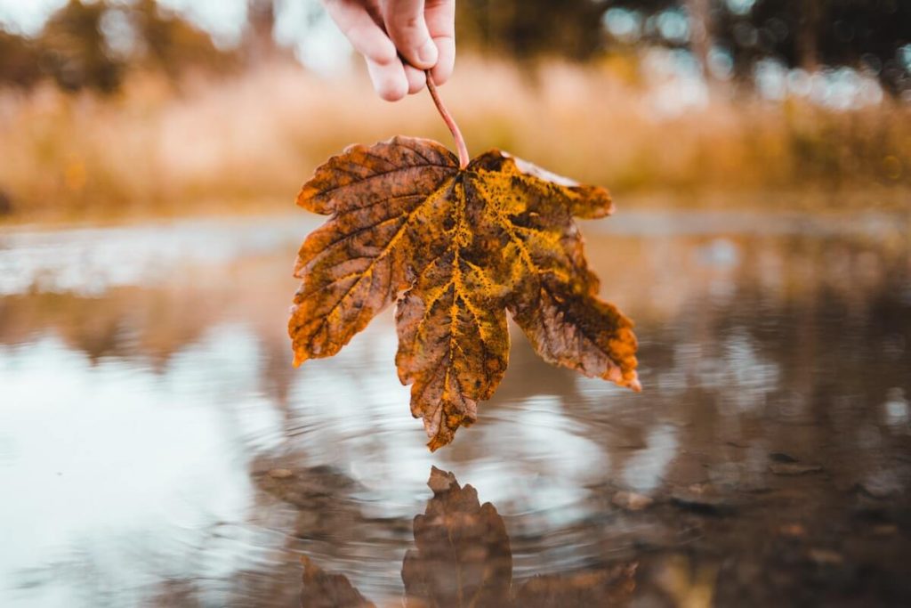 Imparare dalle foglie d'autunno a stare nell'attimo