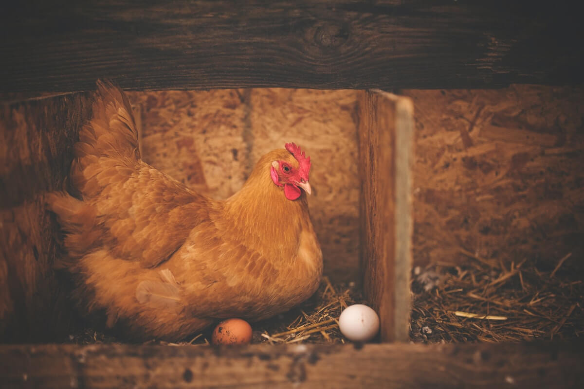 Il calendario agricolo secondo le uova