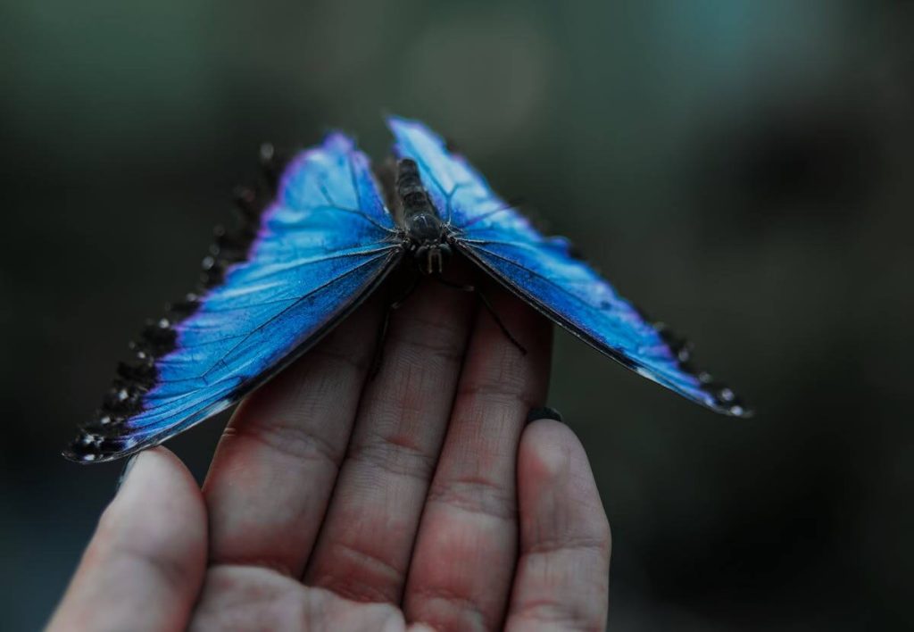 una farfalla blu
