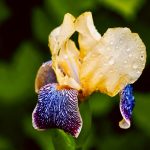 I significati simbolici dell'iris