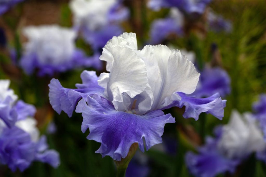 un iris blu