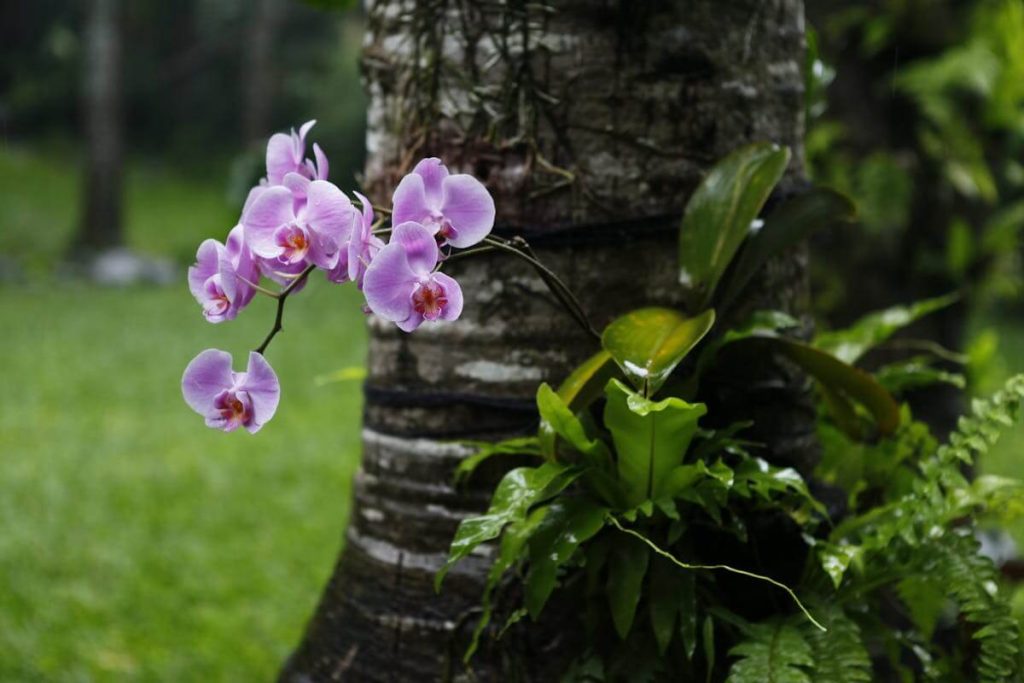 L'orchidea cresce naturalmente nelle zone tropicali