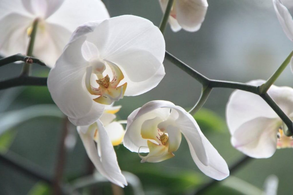 Delicate orchidee bianche, simbolo di purezza